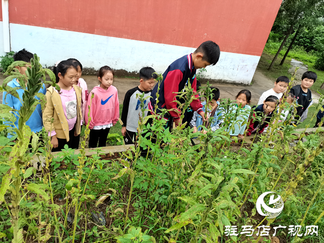 確山縣凡店小學(xué)“芝麻尋趣記”:解鎖芝麻的成長密碼