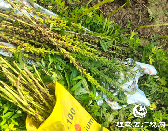 確山縣凡店小學(xué)“芝麻尋趣記”:解鎖芝麻的成長密碼