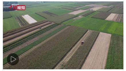 “中原糧倉”冒雨搶秋收　烘干點開足馬力“全天候”