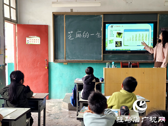 確山縣凡店小學(xué)“芝麻尋趣記”:解鎖芝麻的成長密碼