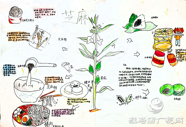 確山縣凡店小學(xué)“芝麻尋趣記”:解鎖芝麻的成長密碼