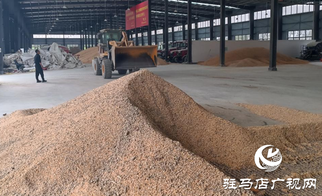 確山縣：?jiǎn)?dòng)糧食烘干應(yīng)急機(jī)制 全力保障秋糧應(yīng)收盡收??