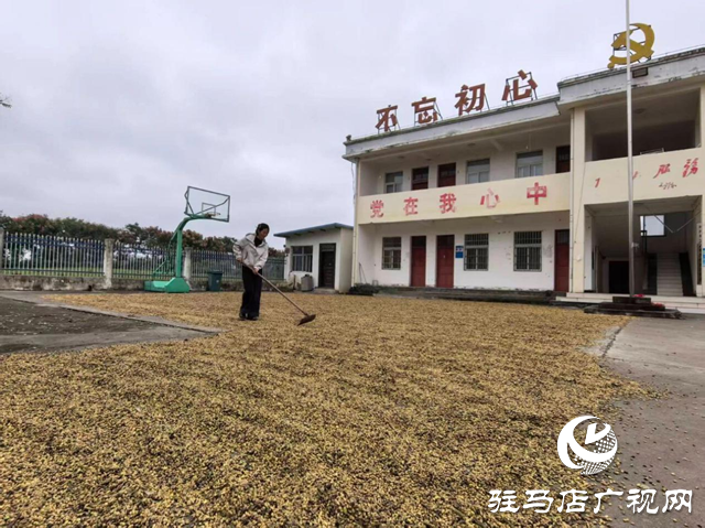 正陽縣閭河鄉(xiāng)：搶抓“三秋”生產(chǎn) 全力保障糧食歸倉??