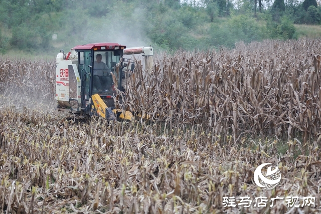 泌陽縣:全力搶收搶烘 確保秋糧及時歸倉