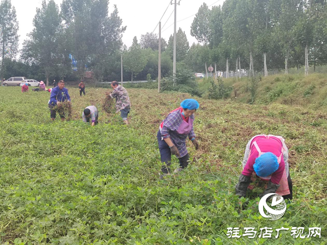 正陽縣閭河鄉(xiāng)：搶抓“三秋”生產(chǎn) 全力保障糧食歸倉??