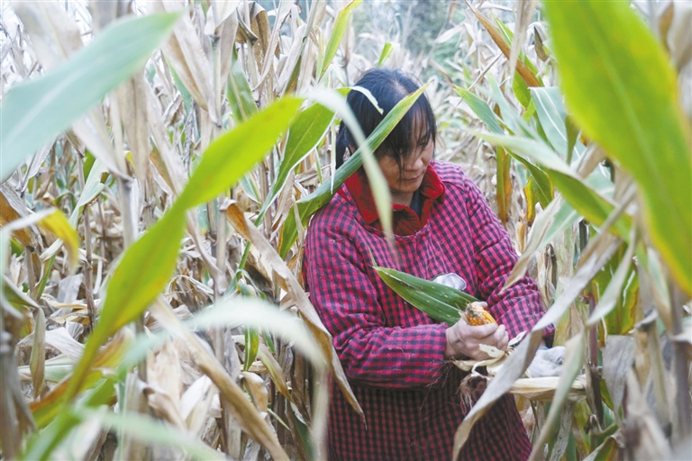 河南省糧食作物收獲已過八成 已制定小麥晚播技術(shù)方案