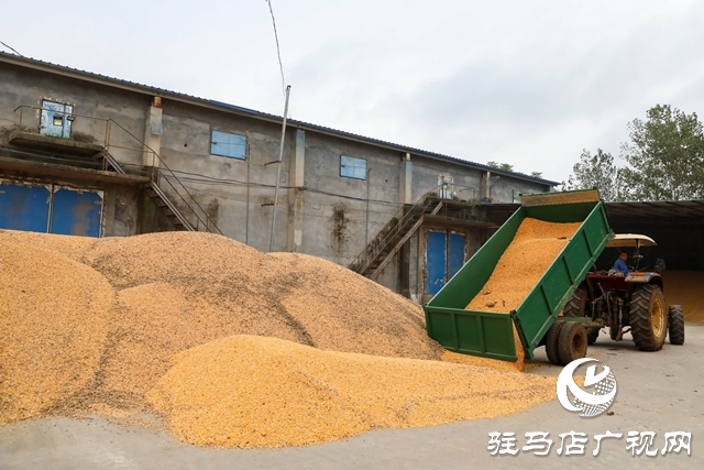 泌陽縣:全力搶收搶烘 確保秋糧及時歸倉