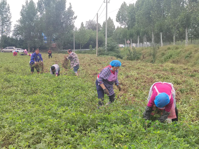 正陽縣閭河鄉(xiāng)：搶抓“三秋”生產(chǎn) 全力保障糧食歸倉??