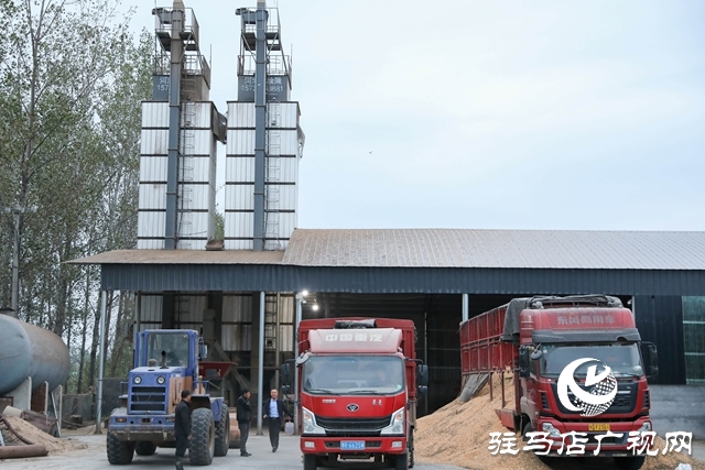 泌陽縣:全力搶收搶烘 確保秋糧及時歸倉