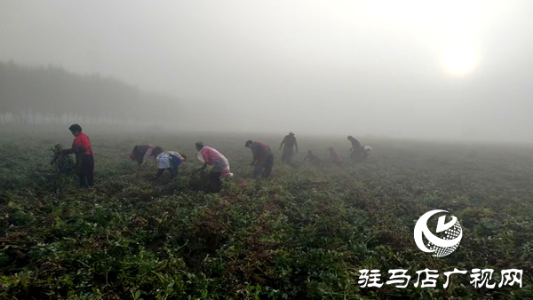 平輿縣射橋鎮(zhèn)：搶天時(shí)干群同心 助豐收顆粒歸倉(cāng)
