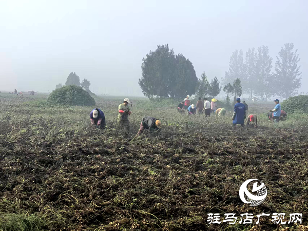 平輿縣射橋鎮(zhèn)：搶天時干群同心 助豐收顆粒歸倉