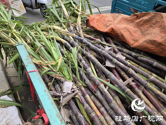本地甘蔗甜蜜上市！??駐馬店街頭商超齊飄甜香??