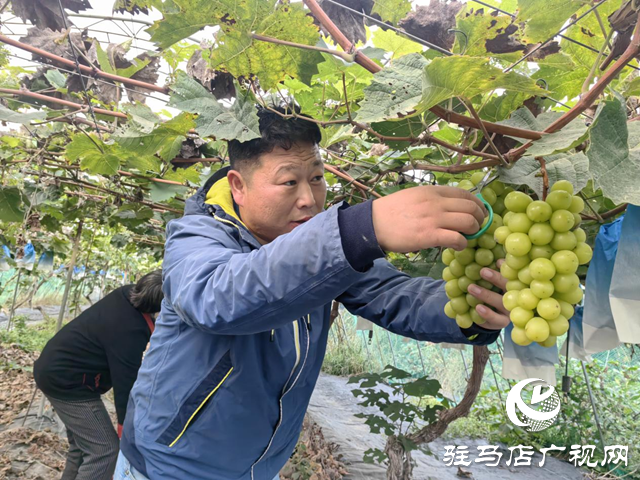 驛城區(qū)諸市鎮(zhèn)魏莊村3萬(wàn)斤葡萄遇雨滯銷(xiāo) 果農(nóng)急盼援手?