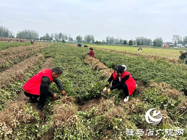平輿縣廟灣鎮(zhèn)：秋雨鎖秋糧 干群破局搶收保歸倉