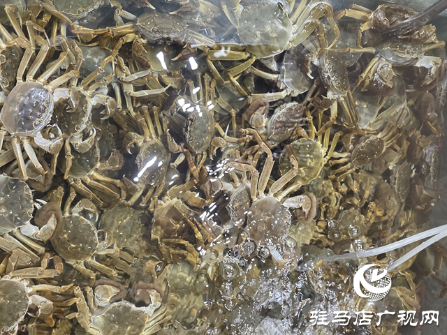 駐馬店：大閘蟹價格明顯回落 市民迎來嘗鮮好時機??