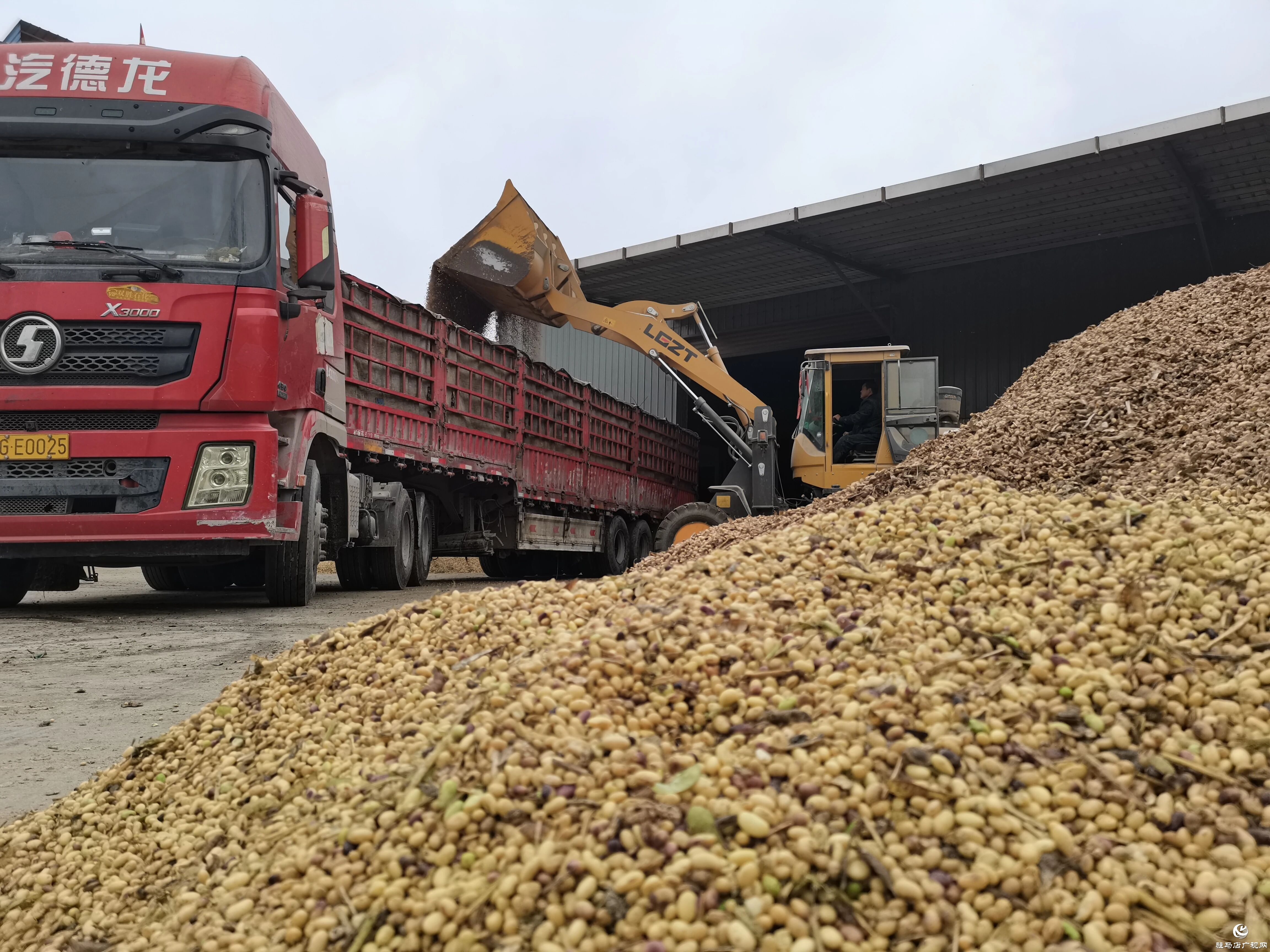 正陽(yáng)縣:全力以赴搶收搶烘 同心協(xié)力確保糧食顆粒歸倉(cāng)