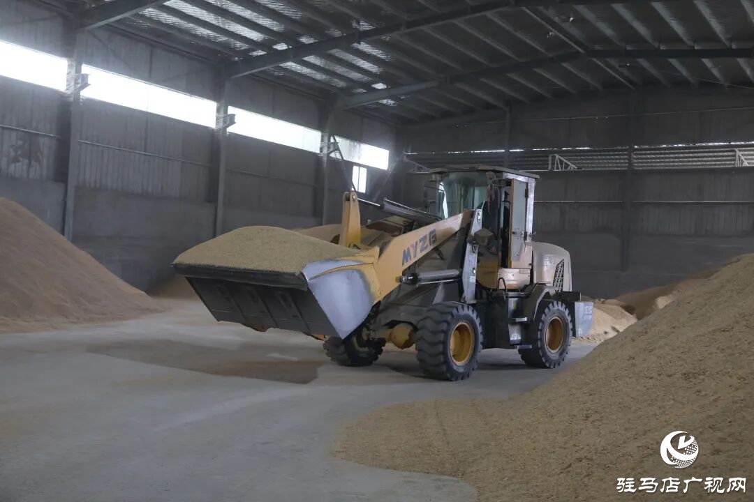 正陽(yáng)縣:稻谷烘干 快馬加鞭