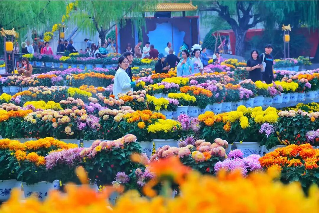 有一種浪漫，叫汴菊！