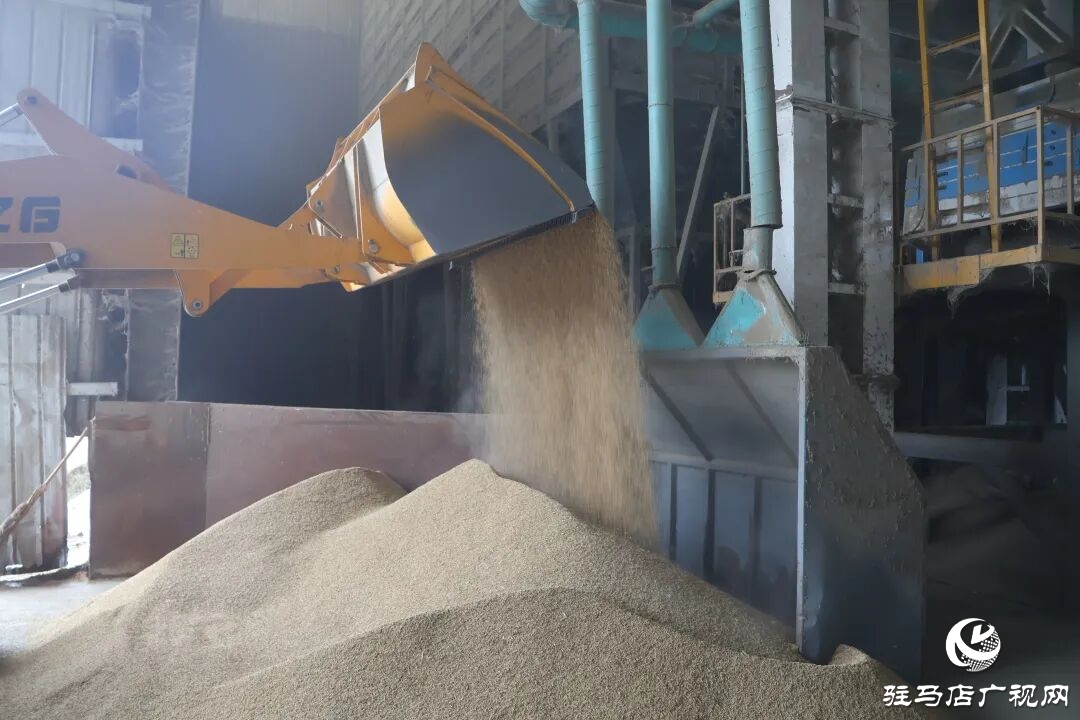 正陽(yáng)縣:稻谷烘干 快馬加鞭