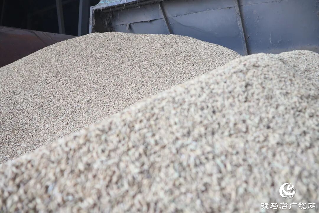 正陽(yáng)縣:稻谷烘干 快馬加鞭