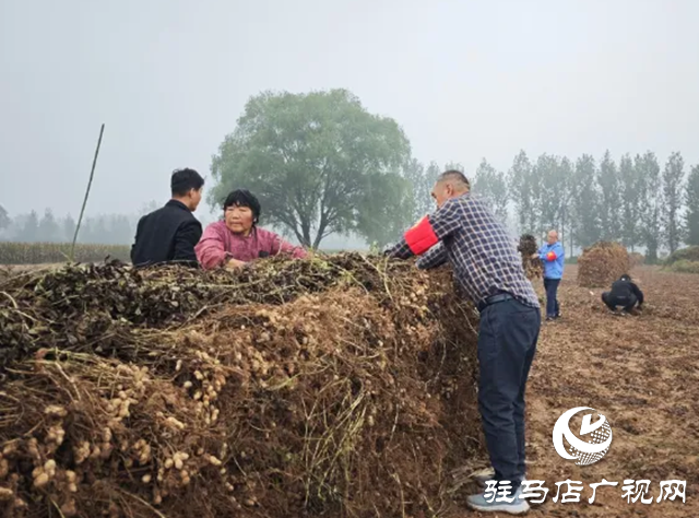 新蔡縣佛閣寺鎮(zhèn)：志愿搶收服務(wù)隊(duì)雨中守護(hù)農(nóng)戶“糧袋子”??