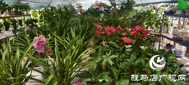 深秋花卉市場(chǎng)迎消費(fèi)熱潮：色彩點(diǎn)亮蕭瑟季 “悅己”消費(fèi)成主流?