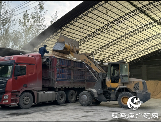 平輿縣:36個烘干點晝夜運轉(zhuǎn) 全力守護秋糧歸倉??