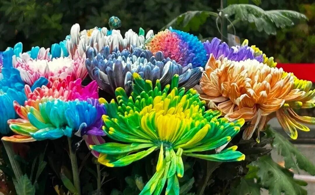 有一種浪漫，叫汴菊！