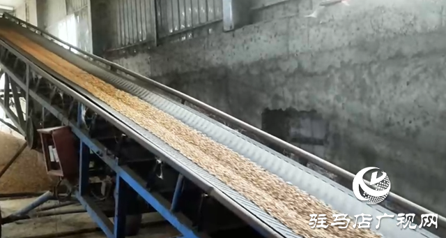 驛城區(qū):全力開展烘干作業(yè) 守護(hù)秋糧歸倉?