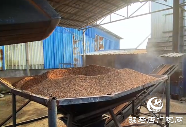 驛城區(qū):全力開展烘干作業(yè) 守護(hù)秋糧歸倉?