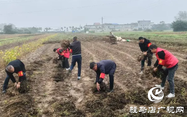 新蔡縣佛閣寺鎮(zhèn)：志愿搶收服務(wù)隊(duì)雨中守護(hù)農(nóng)戶“糧袋子”??