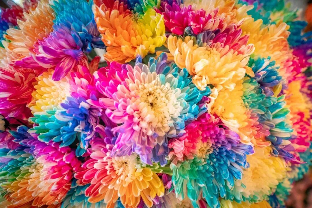 有一種浪漫，叫汴菊！