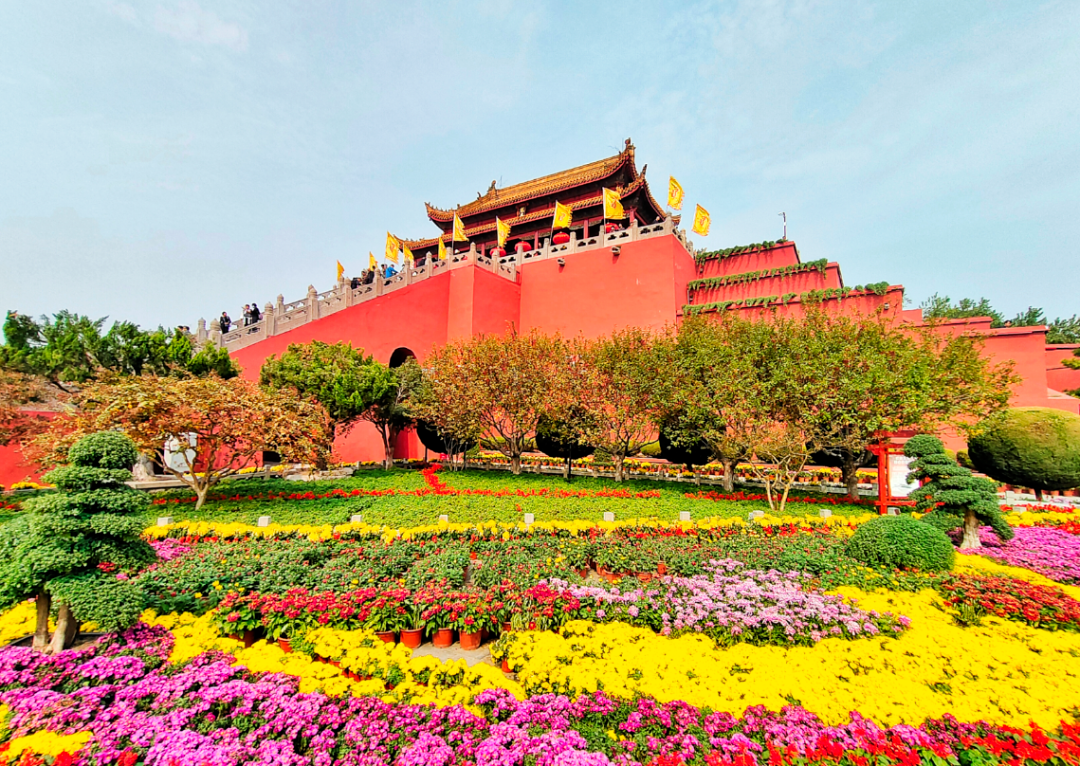 有一種浪漫，叫汴菊！