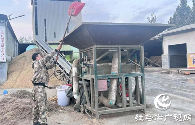 平輿縣:36個烘干點晝夜運轉(zhuǎn) 全力守護秋糧歸倉??