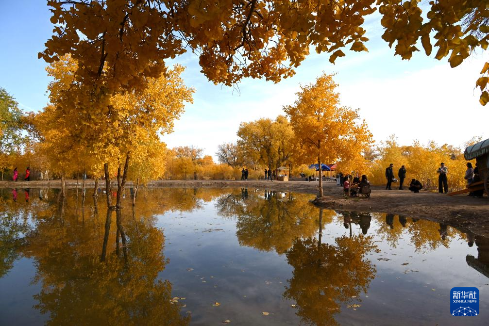 甘肅敦煌:金秋大漠胡楊醉游人