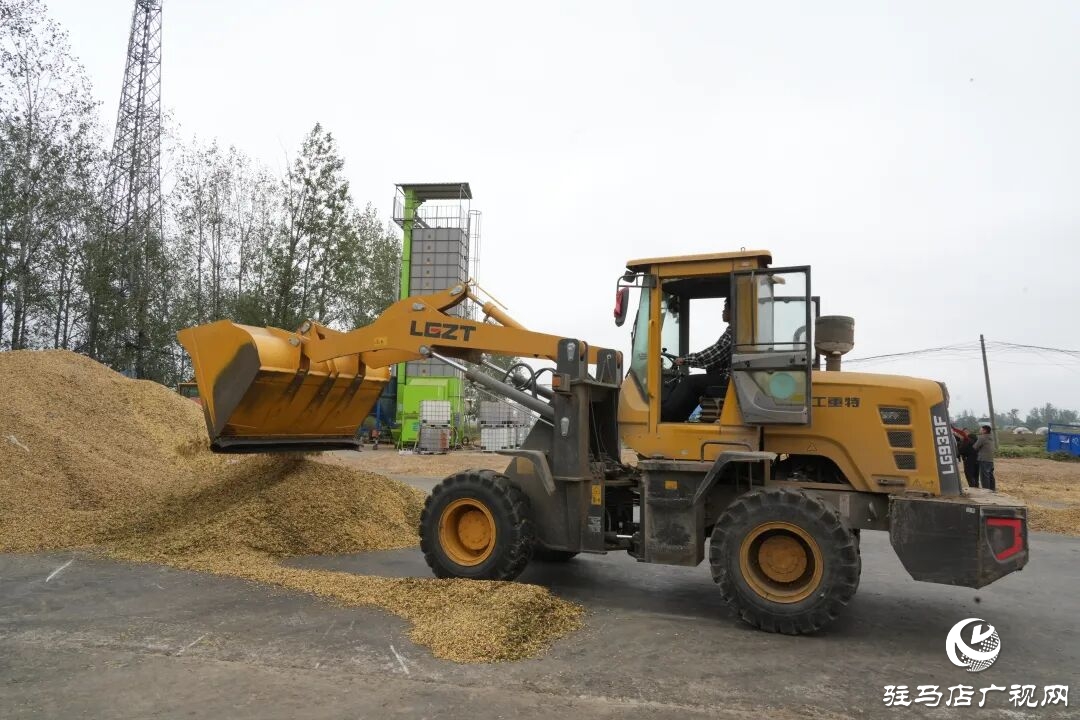 正陽縣:搶收搶烘齊發(fā)力 干群同心保秋糧