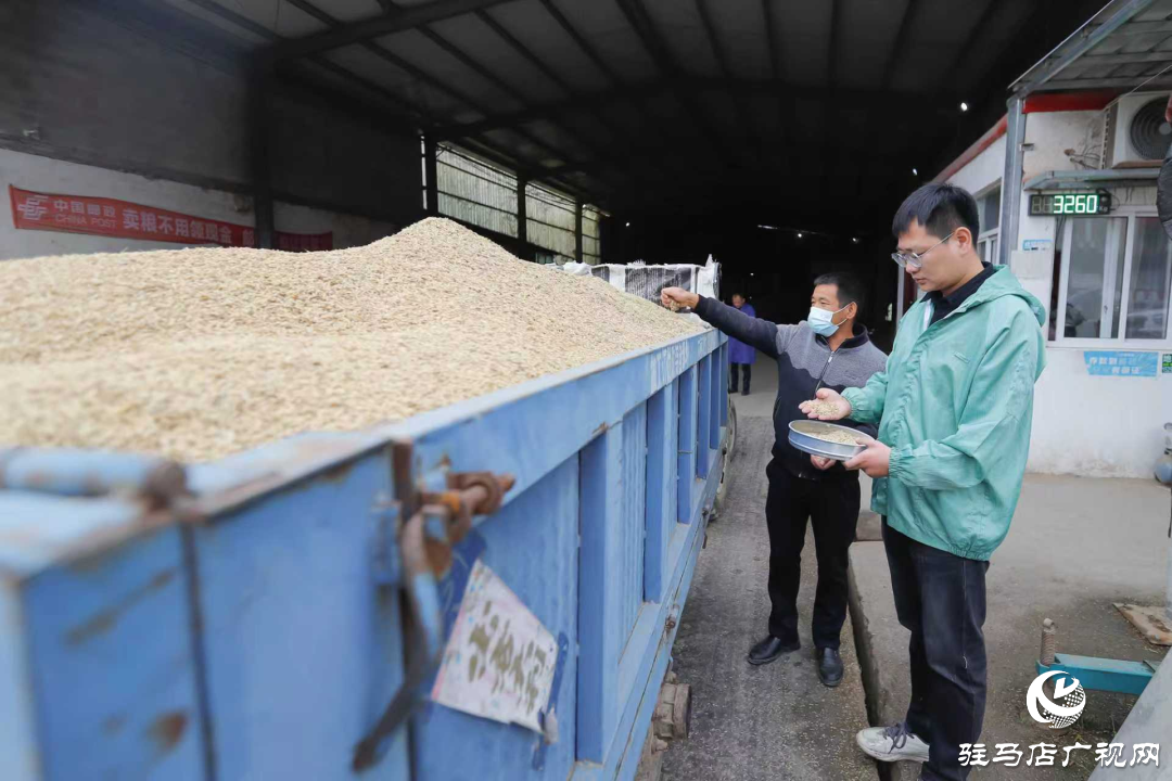 正陽(yáng)縣:晝夜搶烘 保糧減損