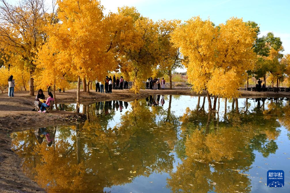 甘肅敦煌:金秋大漠胡楊醉游人