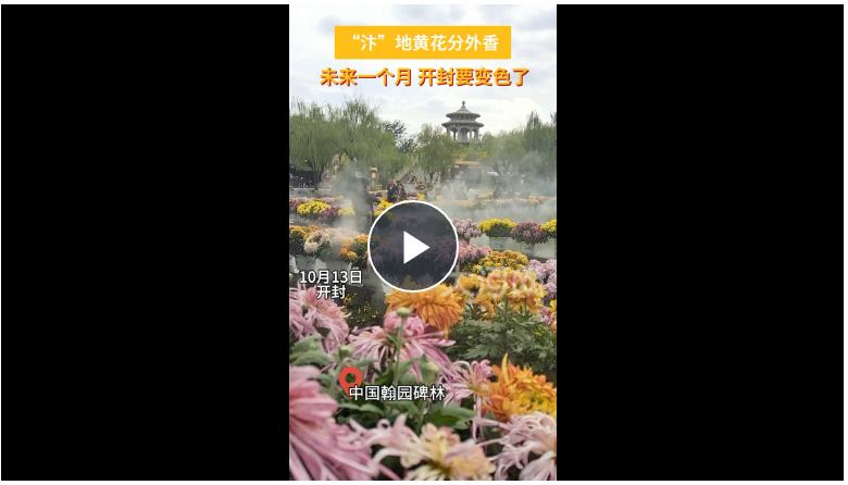 滿城盡帶黃金甲！八朝古都開封又“變色”了！