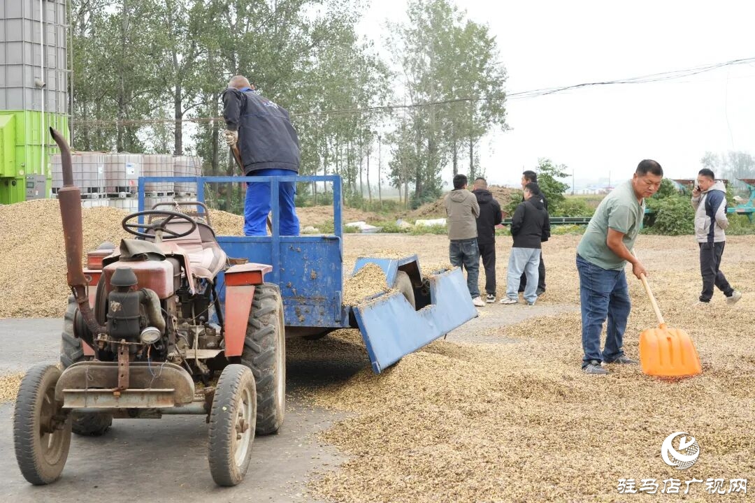 正陽縣:搶收搶烘齊發(fā)力 干群同心保秋糧