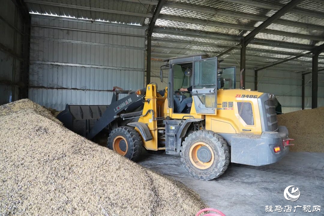 正陽縣:搶收搶烘齊發(fā)力 干群同心保秋糧