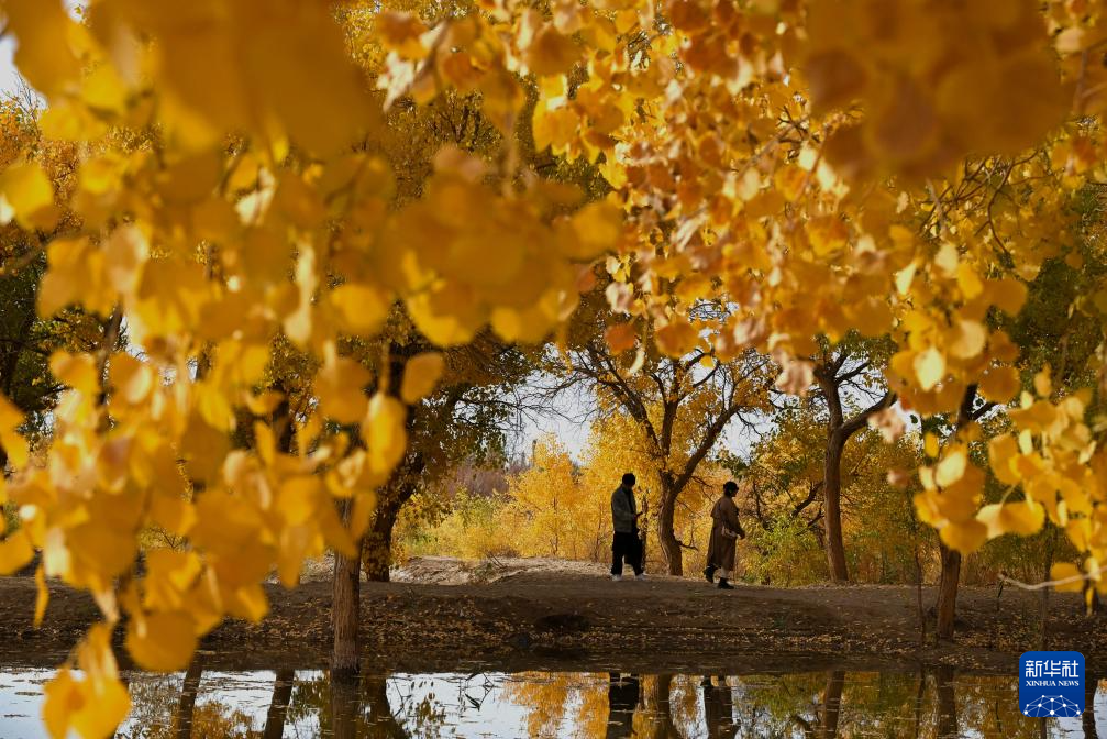 甘肅敦煌:金秋大漠胡楊醉游人