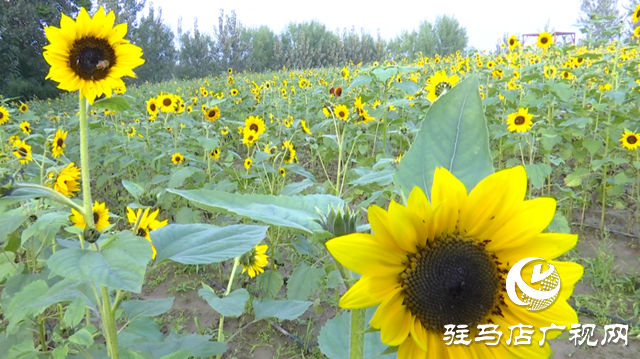 驛城區(qū)諸市鎮(zhèn)魏莊村“天邊花?！奔磳㈤_(kāi)園