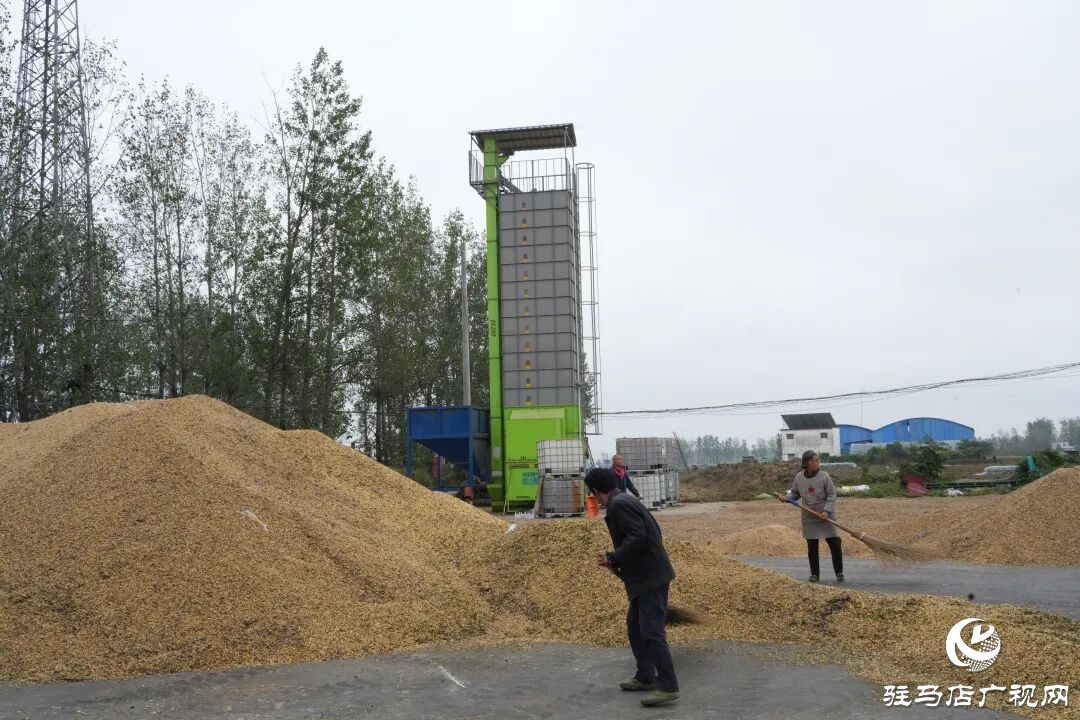 正陽縣:搶收搶烘齊發(fā)力 干群同心保秋糧