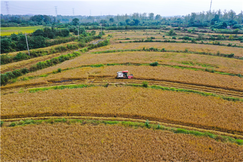 連陰雨里保“三秋”