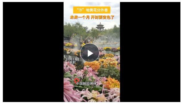 滿城盡帶黃金甲！八朝古都開封又“變色”了！