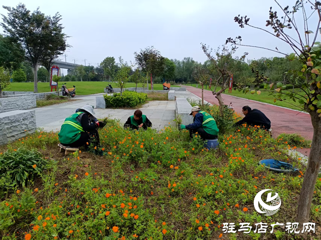 確山縣住建局:科學(xué)應(yīng)對(duì)連續(xù)陰雨 全力守護(hù)城市園林