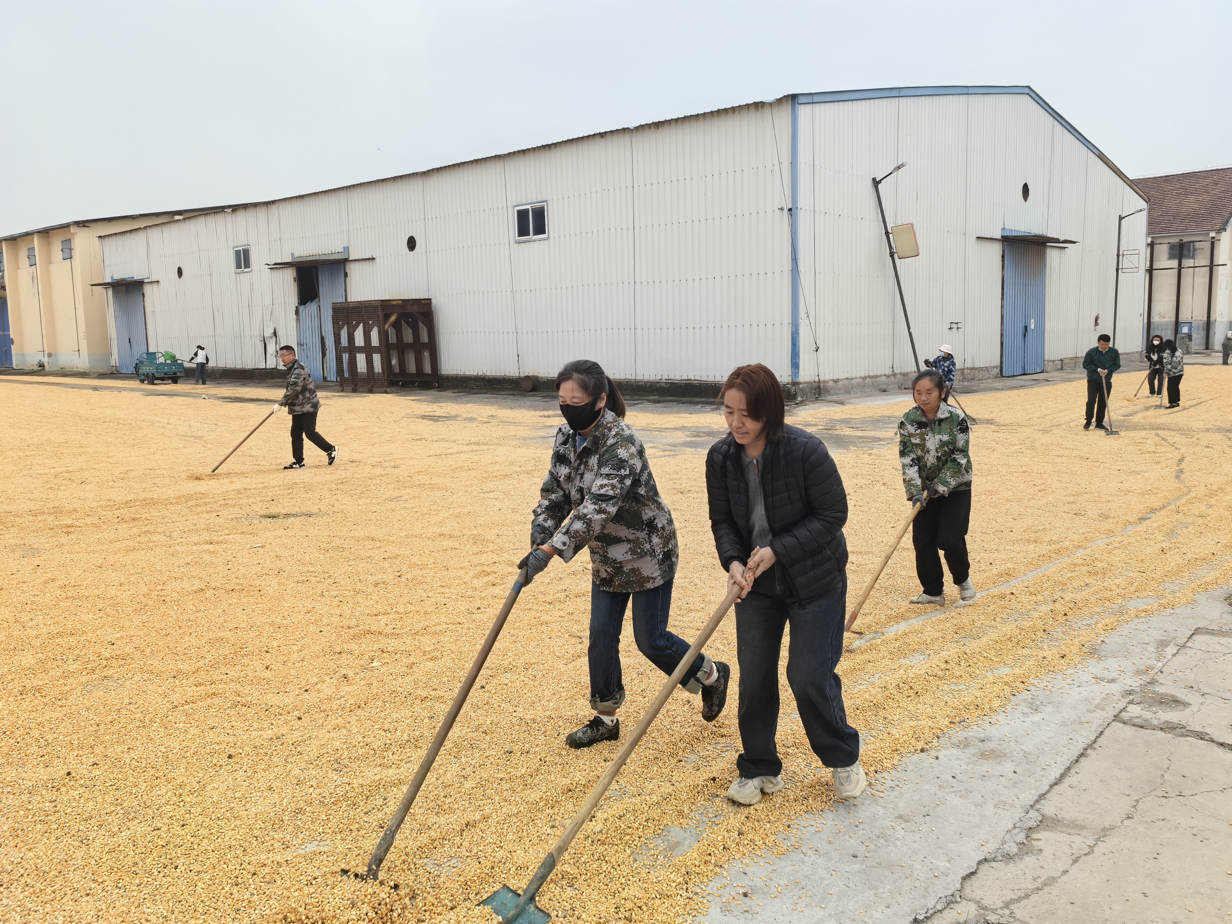 河南多點(diǎn)發(fā)力守護(hù)秋糧安全