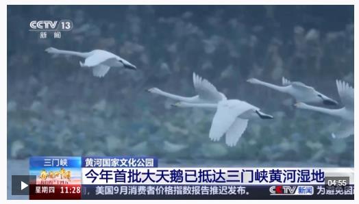 首批大天鵝已抵達！來三門峽黃河濕地赴一場生態(tài)與文化之約