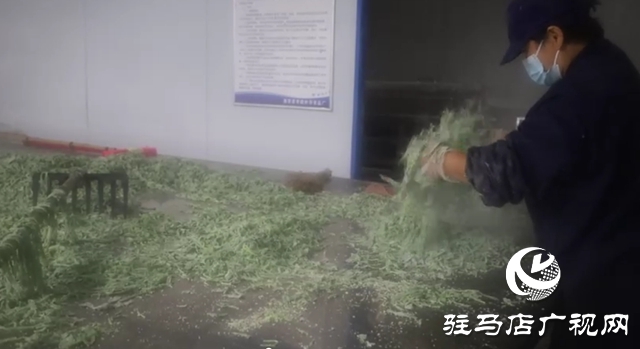 新蔡常老莊村:小“蒸菜”蒸出致富新希望